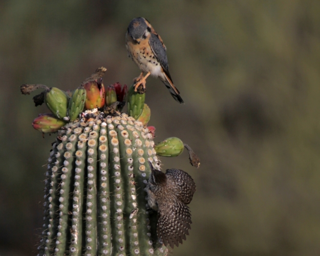 1. Kestrel with Cactus Wren 6-24-12