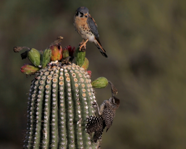 2. Kestrel with Cactus Wren close