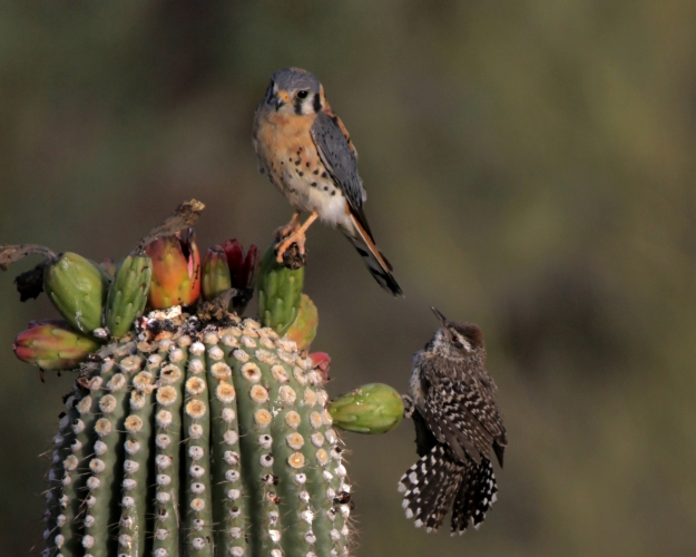 3. Kestrel with Cactus Wren getting close