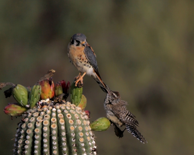 4. Kestrel with Cactus Wren very close