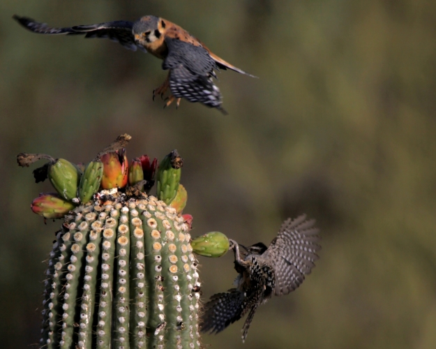 5. Kestrel changing positions