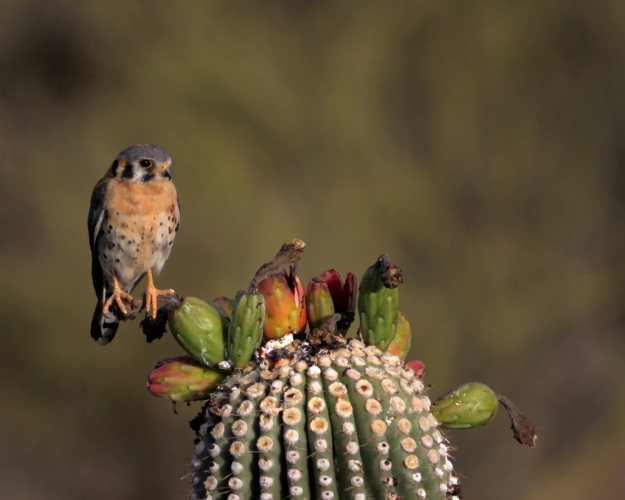 8. Kestrel left finally alone