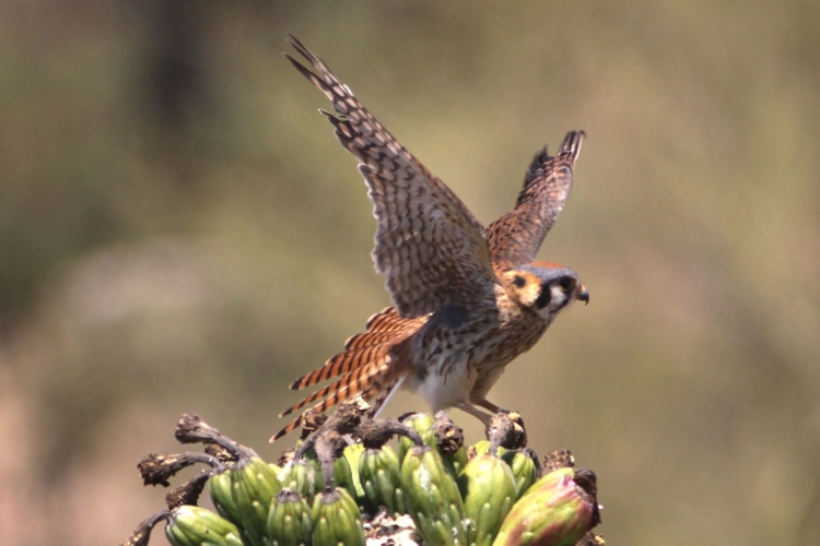 Female Kestrel taking flight 7-17-12