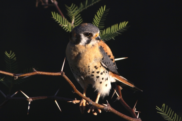 Kestrel early light glamour shot 6-4-12