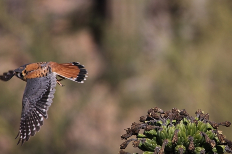 Kestrel fly away 5-27-12