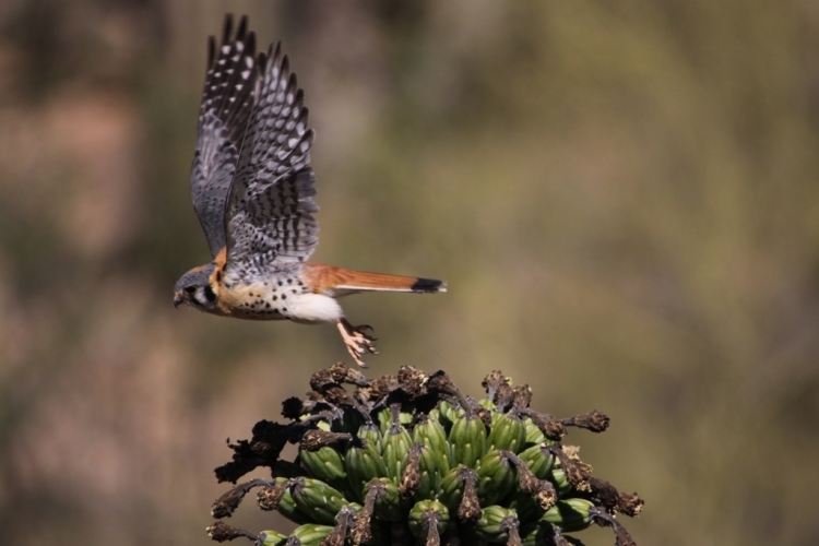Kestrel fly away early 5-27-12