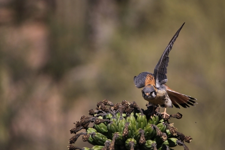 Kestrel getting ready 2