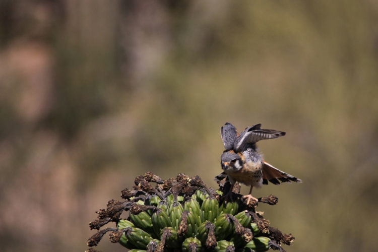 Kestrel getting ready 5-27-12