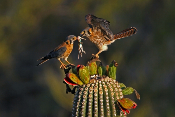 Papa giving breakfast to Mama