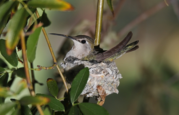 5-25-19 Mama on nest