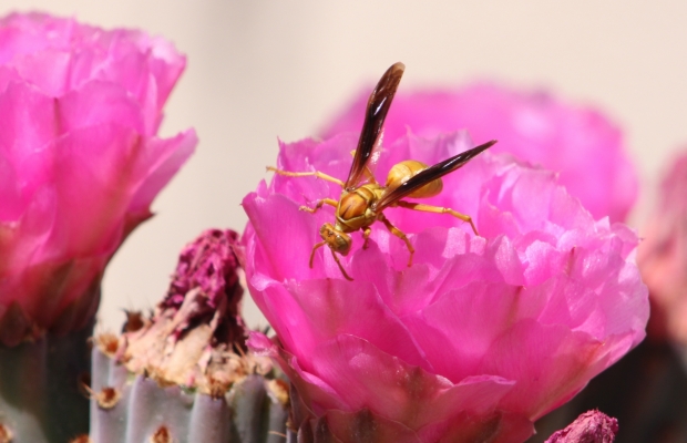 Yellow wasp in Beavertail cactus flower