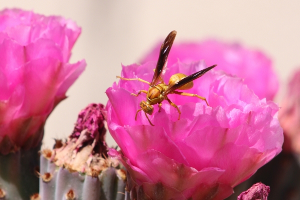 Yellow wasp in Beavertail cactus flower