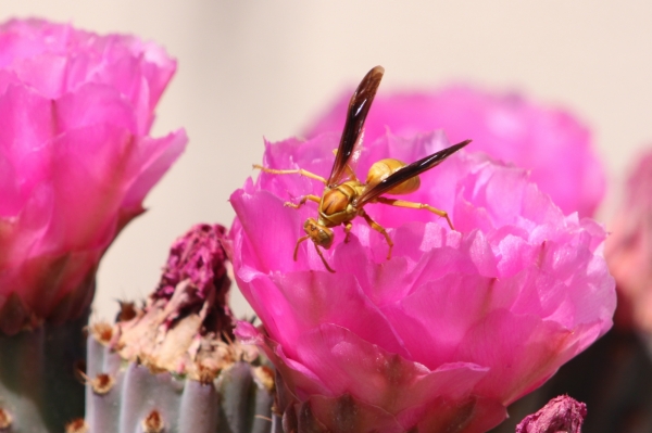 Yellow wasp in Beavertail cactus flower