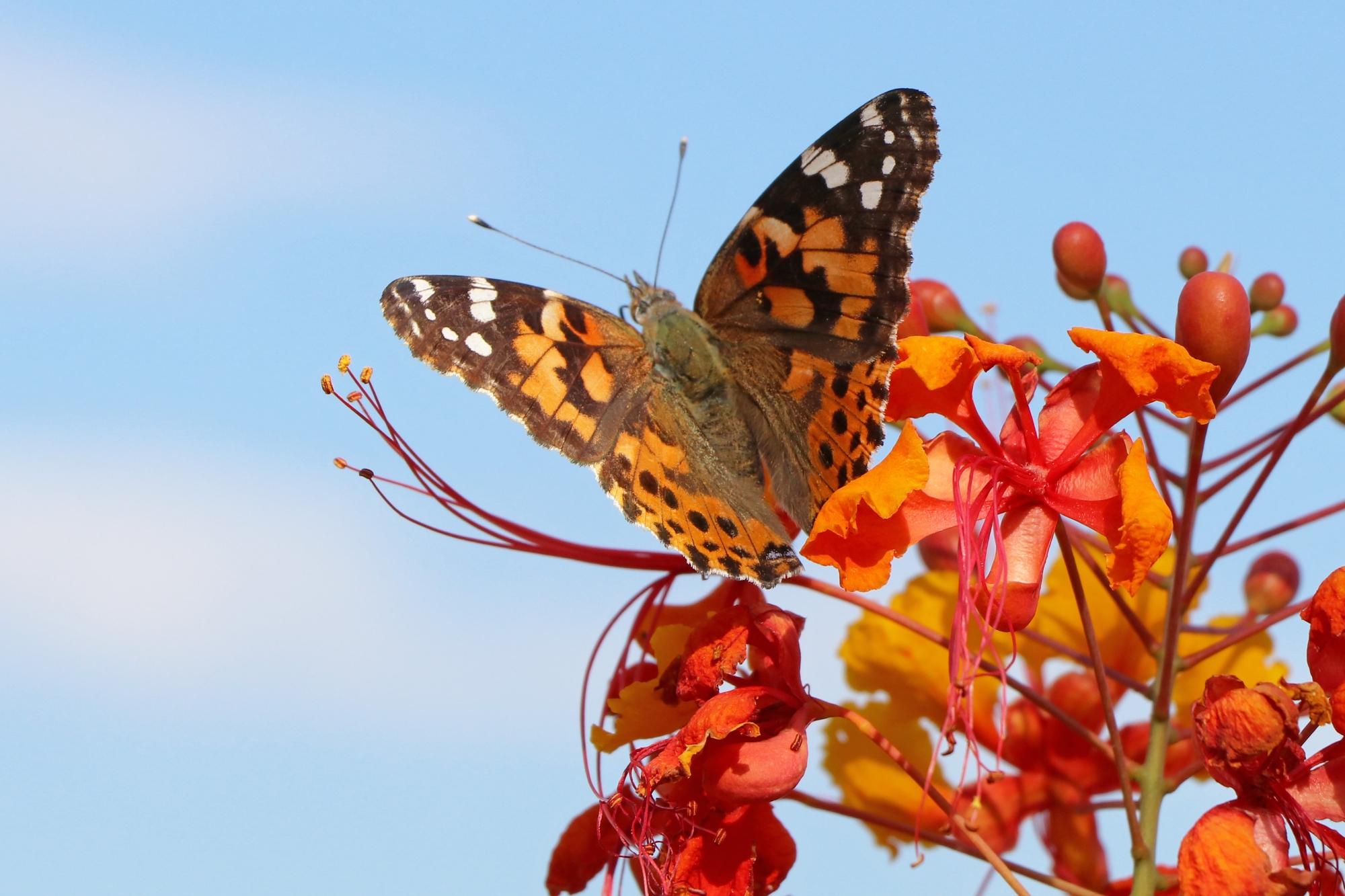 butterflies brien harvey