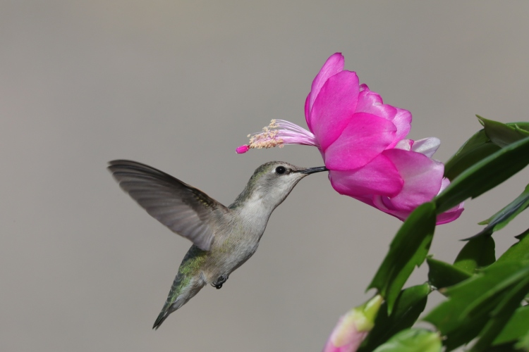 Costa's female in Christmas cactus 12-21-21