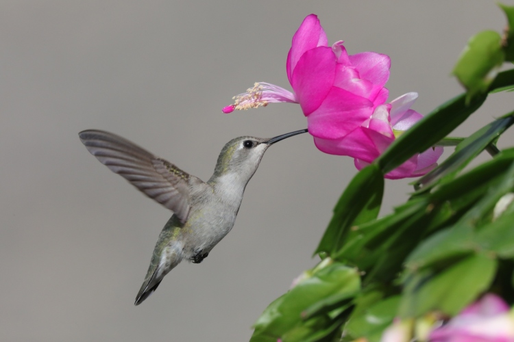 Costa's female in Christmas cactus 12-21-21