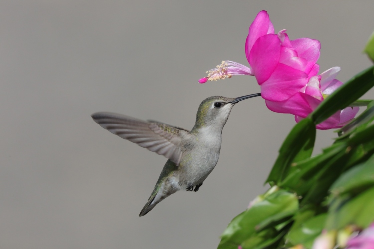 Costa's female in Christmas cactus 12-21-21
