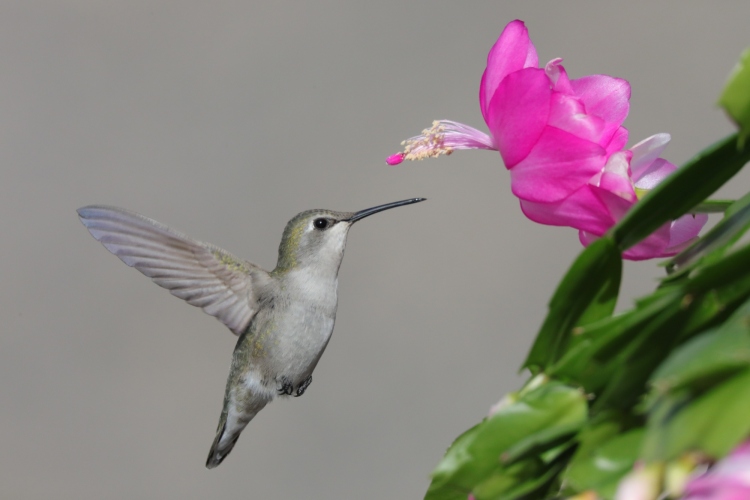 Female (Costa's) in pink Christmas Cactus 12-21-21