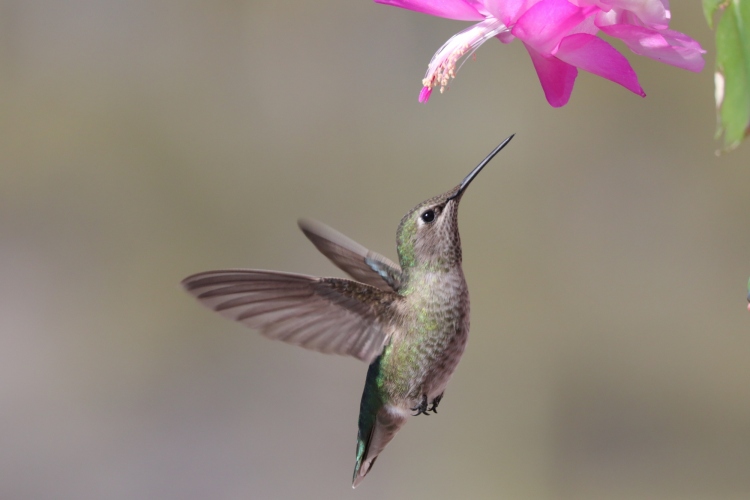 Female (Anna's) in Christmas cactus 1-2-22