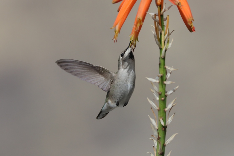 Female (Costa's) in aloe 1-3-22