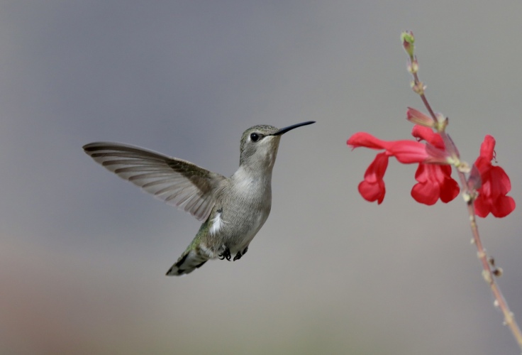 Female (Costa's) in salvia 11-24-21