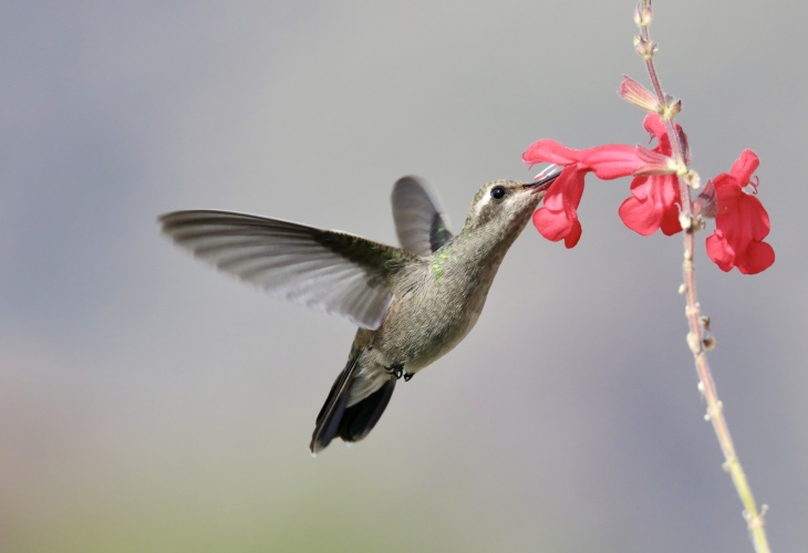 Female (Broad-billed) in salvia 11-24-21