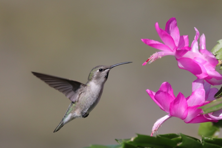 Female (Costa's) in Christmas cactus 1-4-22