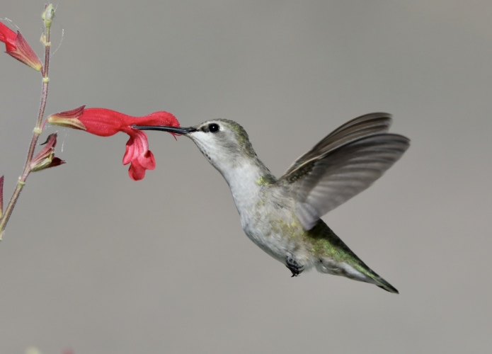 Female (Costa's) in salvia 11-26-21