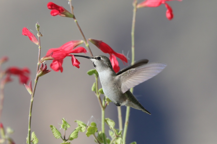 Female (Costa's) salvia 11-26-21