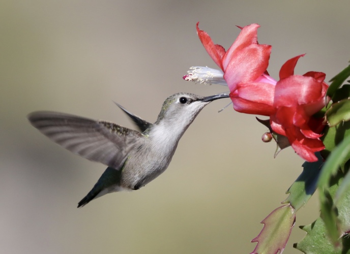Female (Costa's) in Christmas cactus 11-28-21