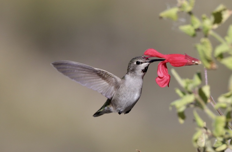Female (Costa's) in salvia 12-5-21