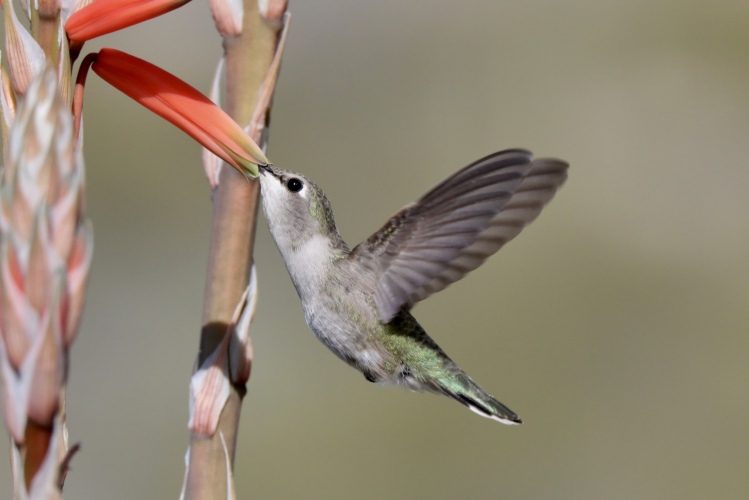Female (Costa's) in aloe 1-30-22