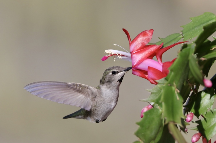 Female (Costa's) in Christmas cactus 12-17-21