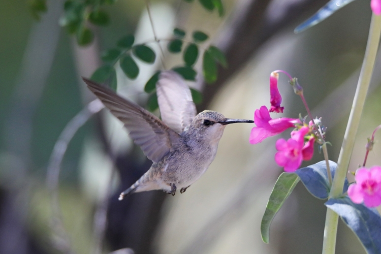 Female (Costa's) in penstemon 3-7-20