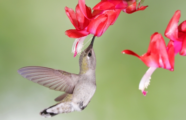 Female (Costa's) in red Christmas Cactus 12-13-19