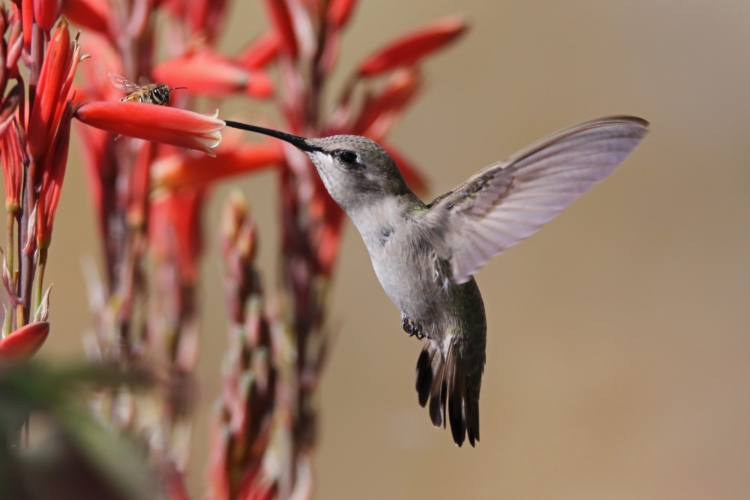 Female (Costa's) in aloe 3-7-20
