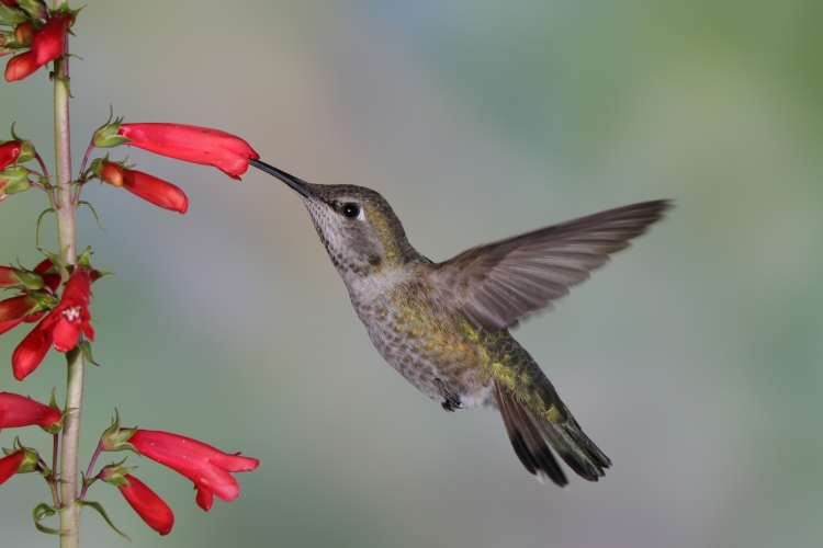 Female (Anna's) 3-3-19