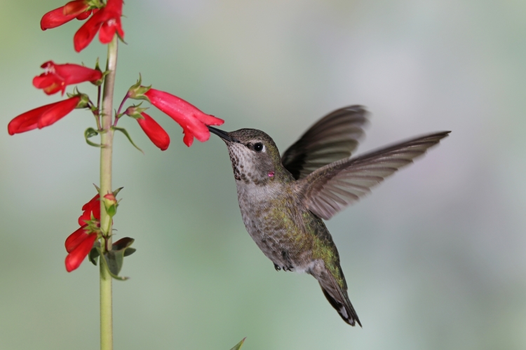 Female (Anna's) 3-3-19