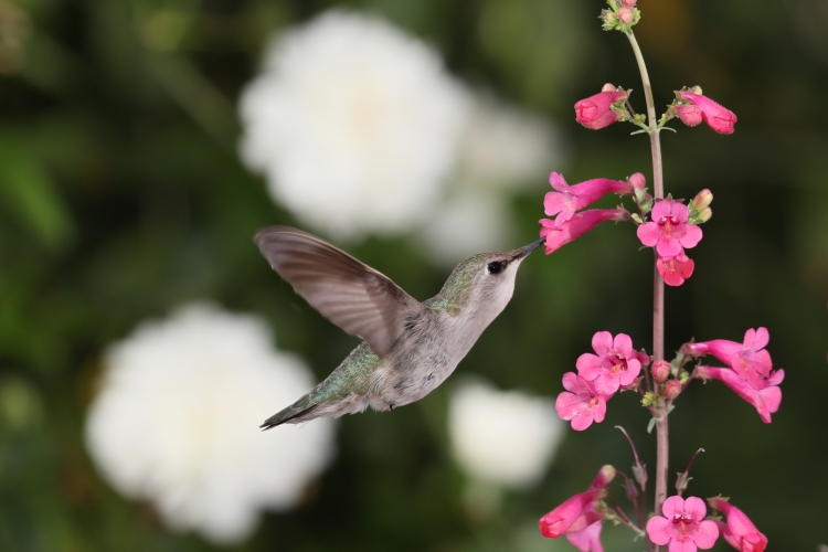 Female (Costa's?) 3-31-18