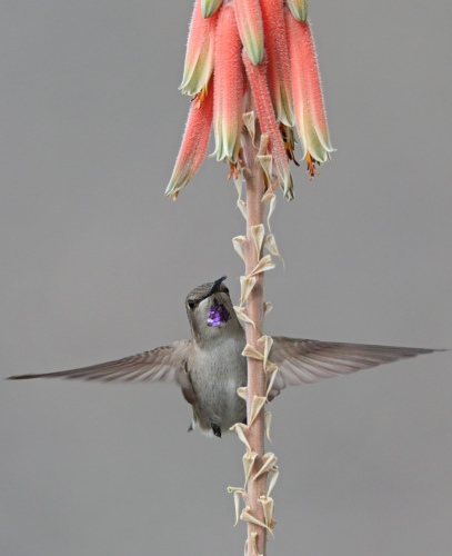 Female (Costa's) in aloe 11-27-21