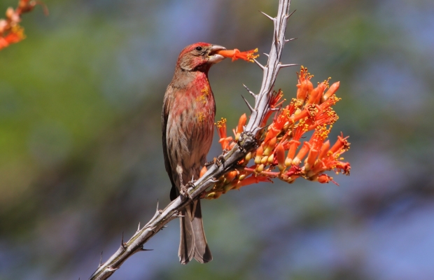 Male House Finch 3-30-13