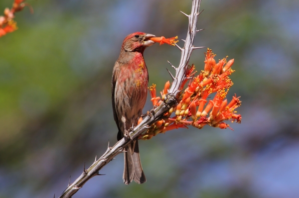 Male House Finch 3-30-13