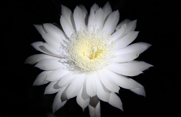 night blooming cereus 5-30-09