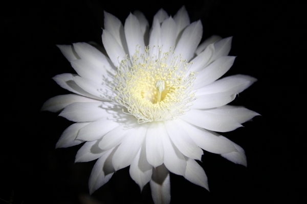 night blooming cereus 5-30-09