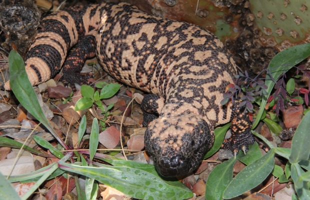 Gila Monster with fill flash 4-7-13