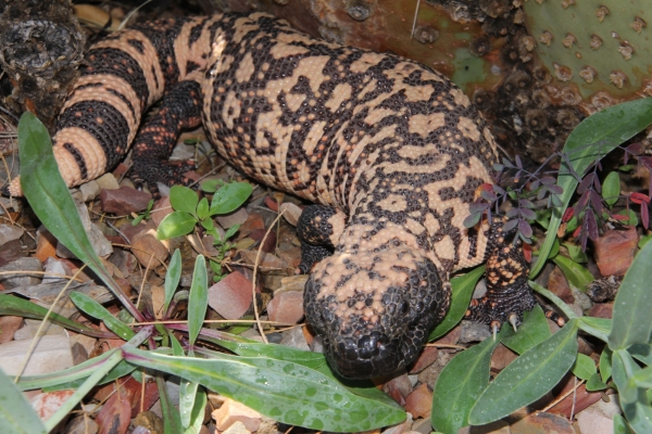 Gila Monster with fill flash 4-7-13