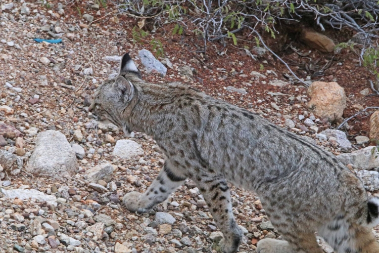 Bobcat