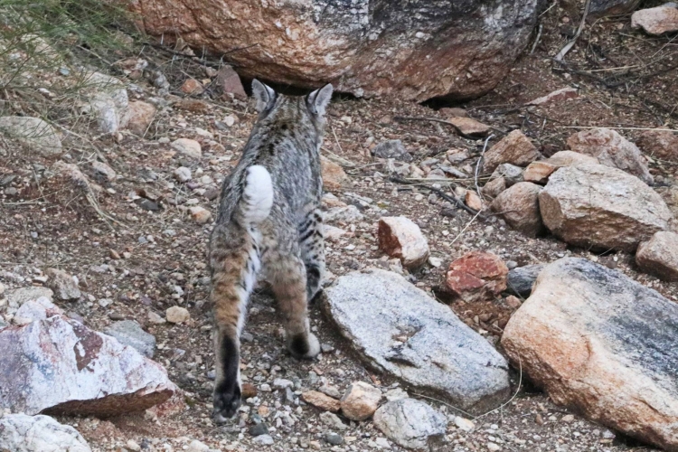 Bobcat
