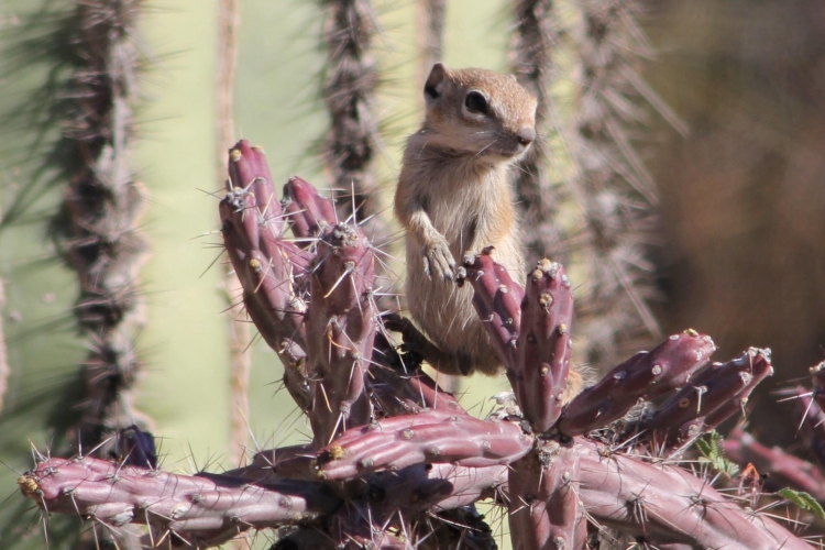 Harris's Antelope Squirrel