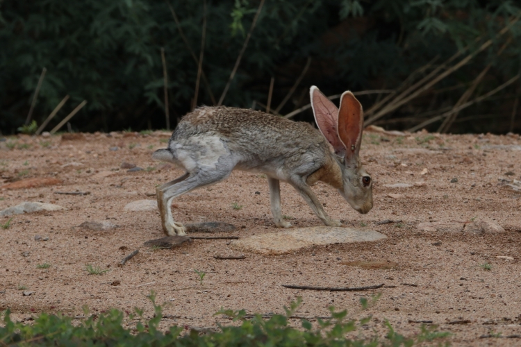 Antelope Jackrabbit 8-10-18